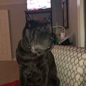 Meet your Posher, Lisa